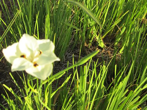 シュープリームララ：宇宙の果てに咲く花